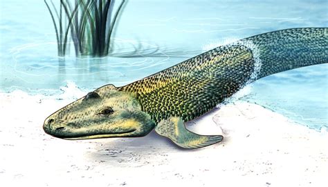 tiktaalik missing link.